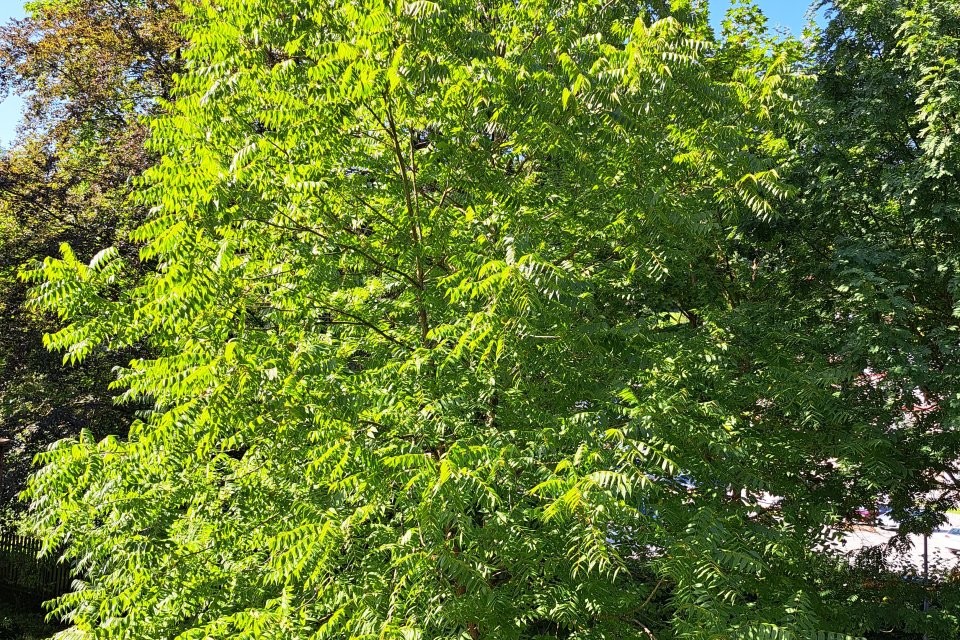 Ein großer Baum mit grünen Blättern ist über das gesamte Bild zu sehen und im oberen Bereich noch der Himmel.