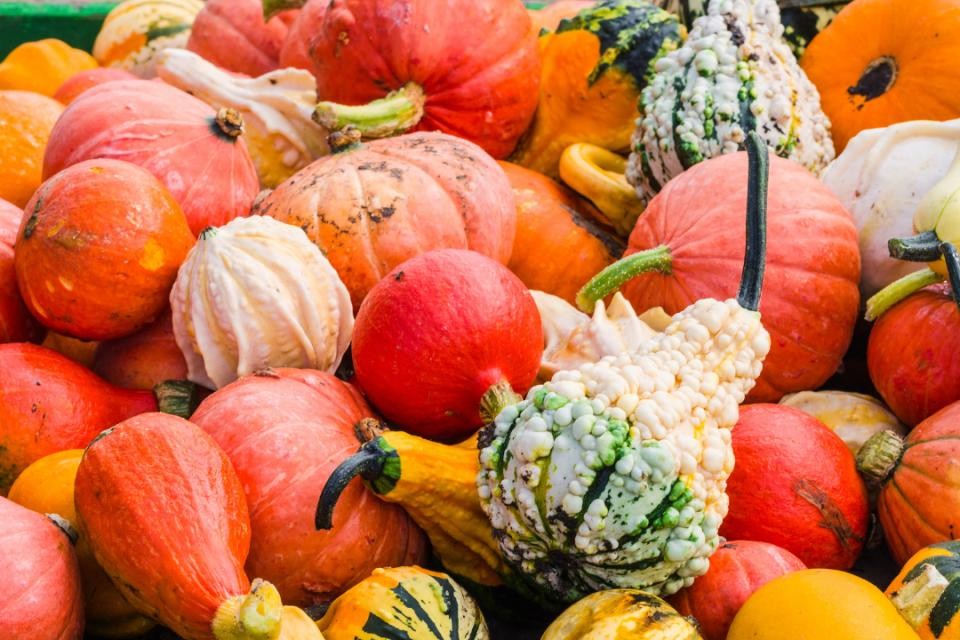 Viele bunte Kürbisse in den Farben orange, gelb und grün.
