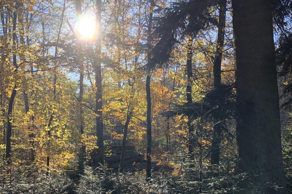 Bäume stehen in einem Wald