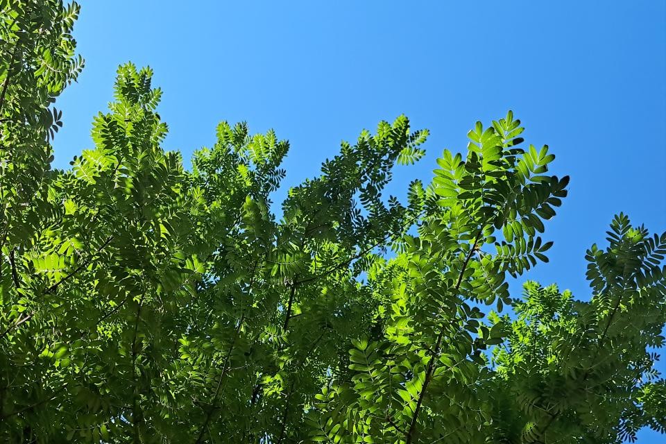 Blick von unter einem Baum in dem Himmel. Äste von unten und der blaue Himmel