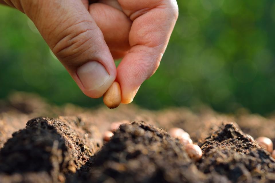 Im Hintergrund sind verschwommen grüne Büsche, im Vordergrund mittig eine Hand, die ein Samenkorn hält. Darunter sind Erde und weitere Samenkörner.