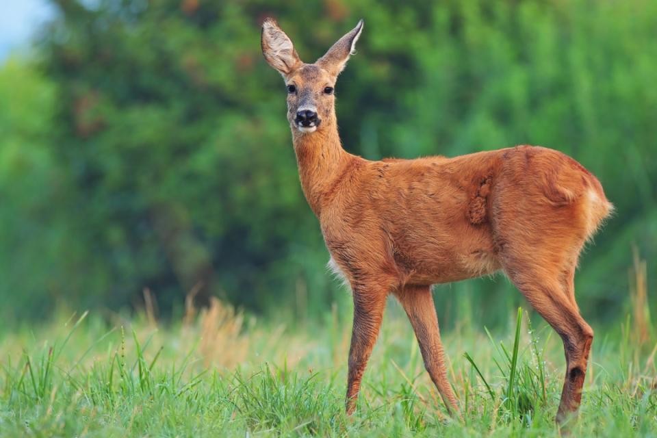 Braunes Reh, in die Kamera blickend. Darunter grünes Gras, dahinter grüne Bäume.