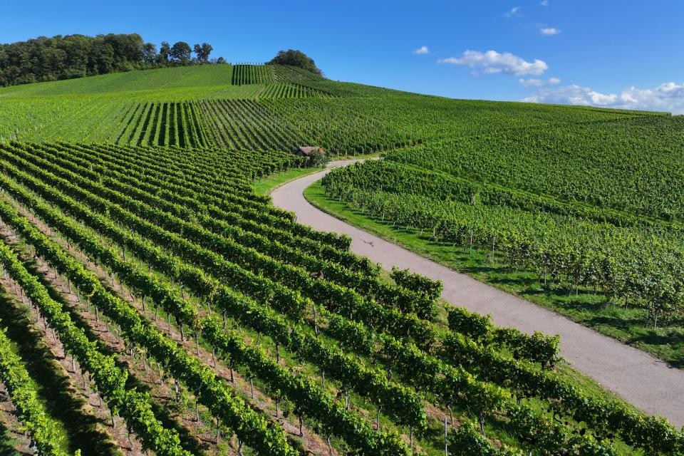 Grüne Weinberge so weit das Auge reicht. Durch die Weinberge verläuft eine asphaltierte Straße. Im Hintegrrund ist blauer Himmel.