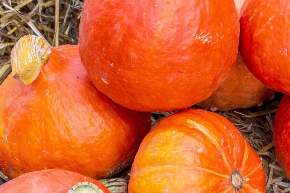 Auf dem Bild sind orangene Hokaido Kürbisse zu sehen. Diese liegen auf Stroh auf dem Boden.