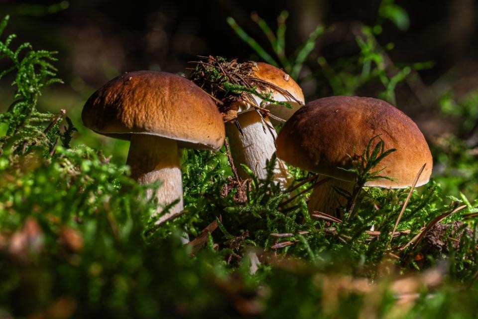 Drei Steinpilze im Wald