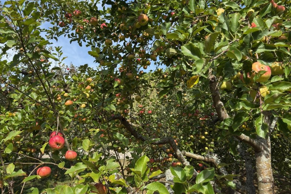 Ein grüner Streuobstbaum mit roten Äpfeln