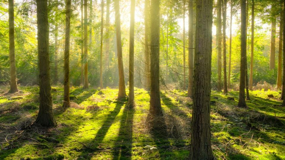 Viele Tannen stehen in einem Waldstück. Der Boden ist mit grünem Moos bedeckt. Im Hintergrund strahlt Sonnenlicht in den Wald hinein.