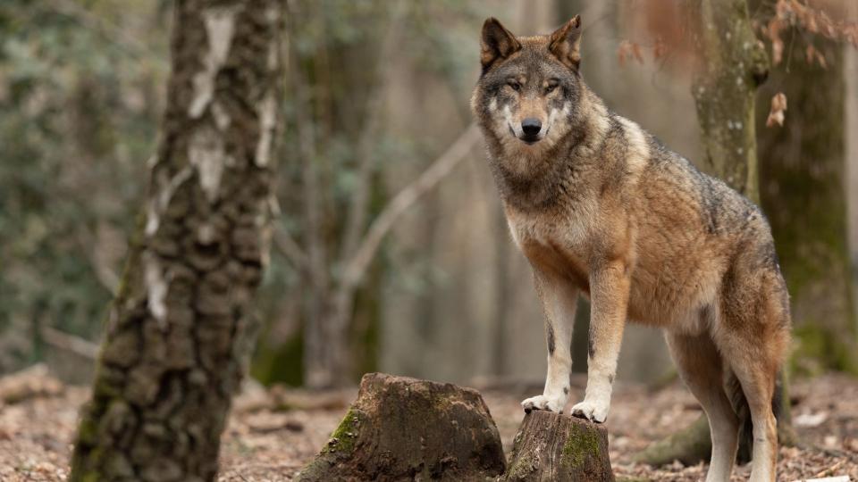 Rechts im Bild steht ein grau-brauner Wolf auf einem Baumstumpf. Der Wolf befindet sich im Wald umgeben von Bäumen.