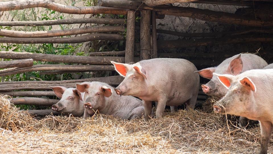 Rosa Schweine in einem eingezäunten Gehege mit gelbem Stroh.