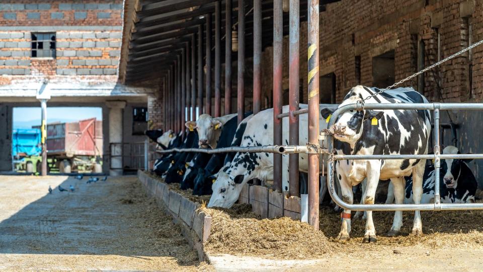Schwarz-weise Kühe in einem Stall auf einem Bauernhof. Sie fressen gelbes Heu.