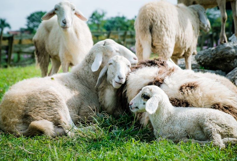 Schafe liegen in einer Gruppe auf der Weise. Zwei stück stehen dahinter.