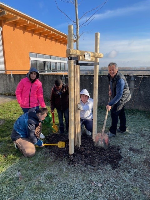 Im Vordergrund ist ein frisch gepflanzter Baum an braunen Stehlen zu sehen. Daneben stehen die Schülerinnen und Schüler, die mit Spaten den Baum in de Erde pflanzen. Im Hintergrund ist eine Mauer vor blauem Himmel zu sehen.